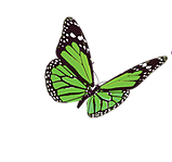 Registry Butterfly