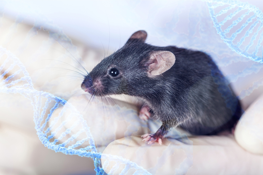 Mouse Models as a way to Determine Alcohol-Susceptible and Alcohol-Resistant Genes